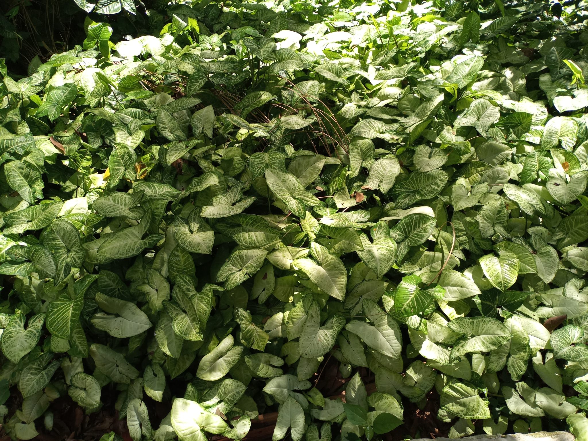 Syngonium podophyllum 'Pixie'